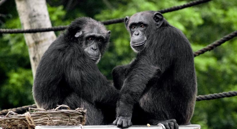 Milyen nyelven beszélnek egymással a csimpánzok?