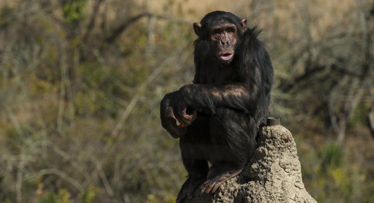 A vadon élő csimpánzok hangkommunikációja jóval bonyolultabb, mint hittük