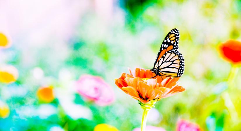 Így csábítsd be a lepkéket és pillangókat a kertedbe: ezek a növények vonzzák a színpompás rovarokat