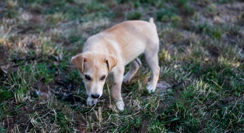 Gárdony polgármestere szerint a kutyasétáltatók vigyék haza a kutyaürüléket