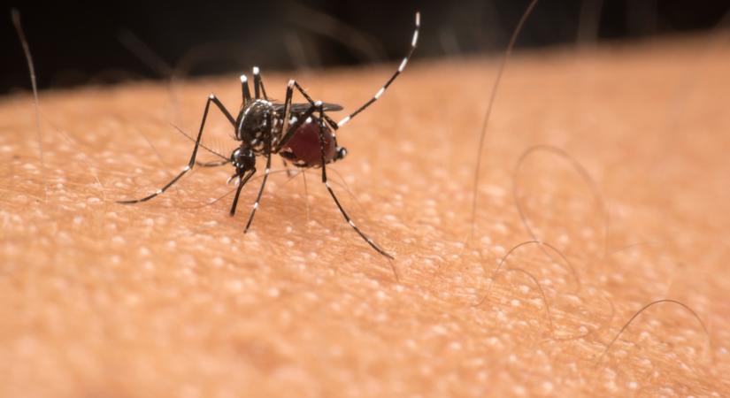 Több veszélyes szúnyogfaj is megjelent Magyarországon: így védekeznek ellenük