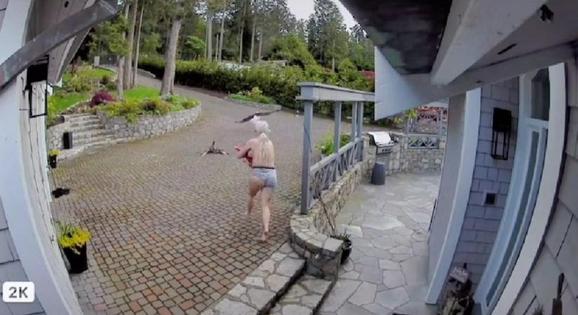 Videón, ahogy egy szoptató anya megmenti a libáját egy sastól