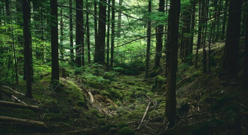 Életveszélyes trend terjed a hazai erdőkben