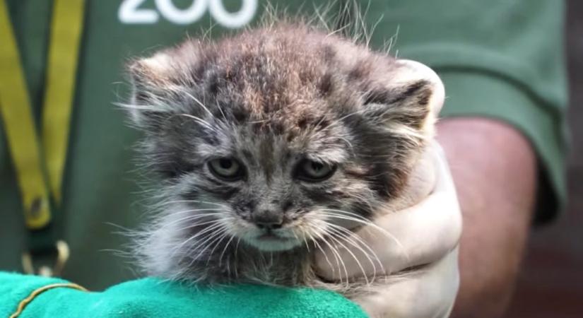 Hat morcos pusztai macska született a budapesti állatkertben