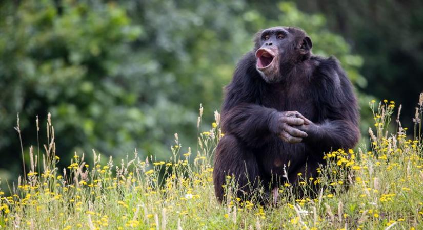 A vadon élő csimpánzok hangkommunikációja jóval bonyolultabb, mint gondolták