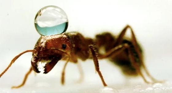 Egy kutató lefilmezte a hangyákat, ahogy „leköveznek” egy ragacsos felületet, így építenek hidat