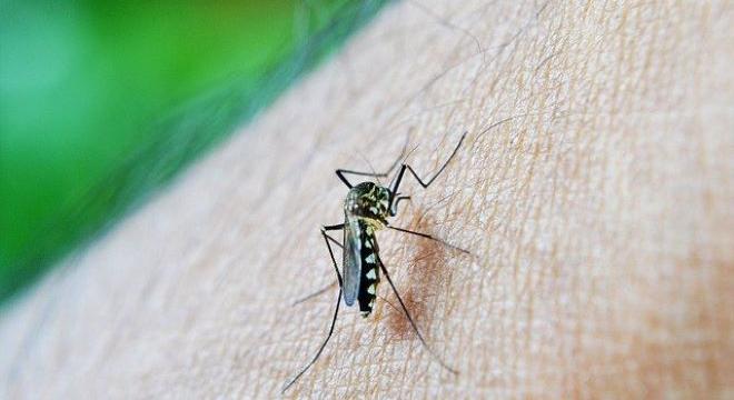 109 településen irtják a szúnyogokat