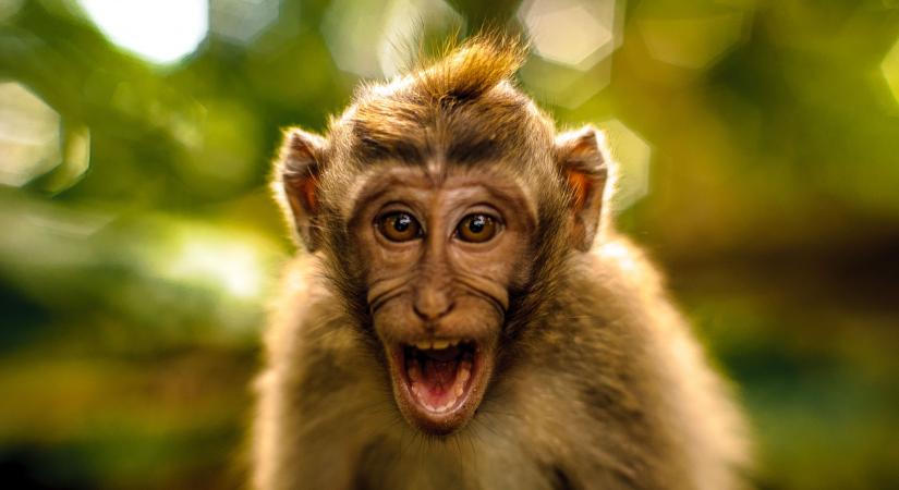 Svájcban és Izraelben is felütötte a fejét a fertőző majomhimlő