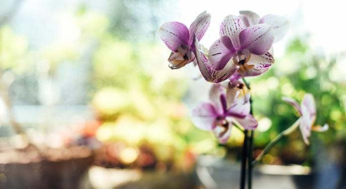 Orchideák között: Kirándulás ajánló