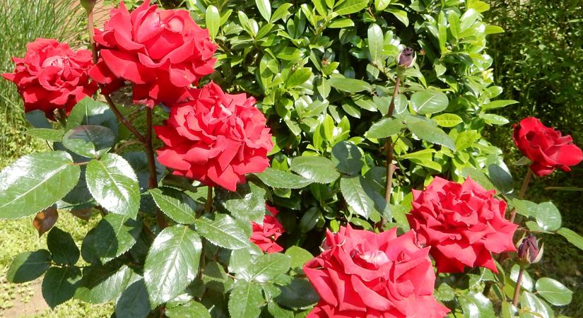 Páratlan látványt nyújtanak a virágzó rózsák kertjei