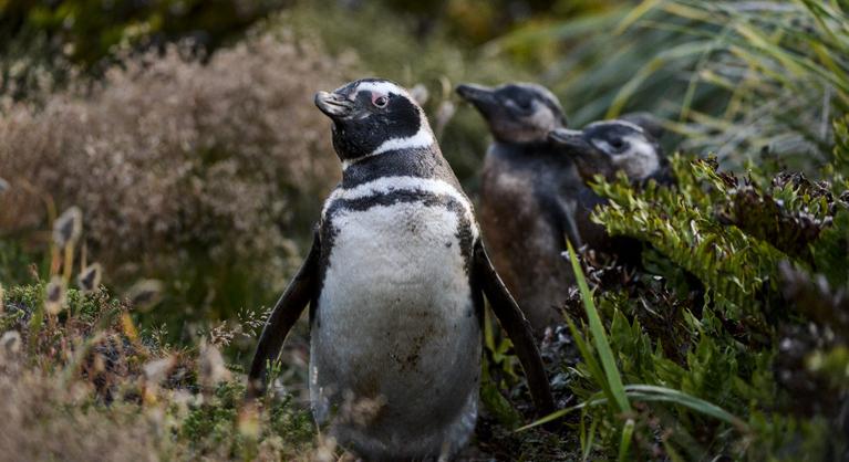 Pingvinekkel fognak bulizni a Falkland-szigeteken