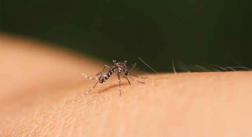 Szúnyogirtás – A héten 109 településen szabadulhatnak meg a csípős rovaroktól