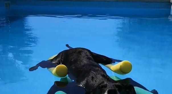 Bejött az élet a medencéző kutyának (videó)