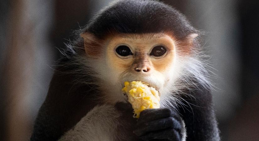 Belgium az első ország, ahol bevezetik a kötelező majomhimlő-karantént