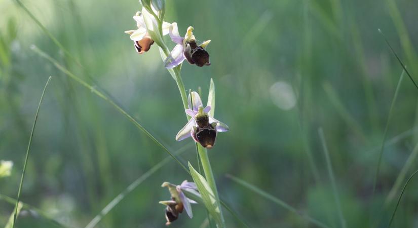 Őrsi Gergely: 250 millió forint eszmei értékű védett orchidea virágzik a II. kerületben