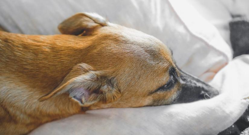 Volt meglepetés: idegen kutyával az ágyukban ébredt fel egy házaspár