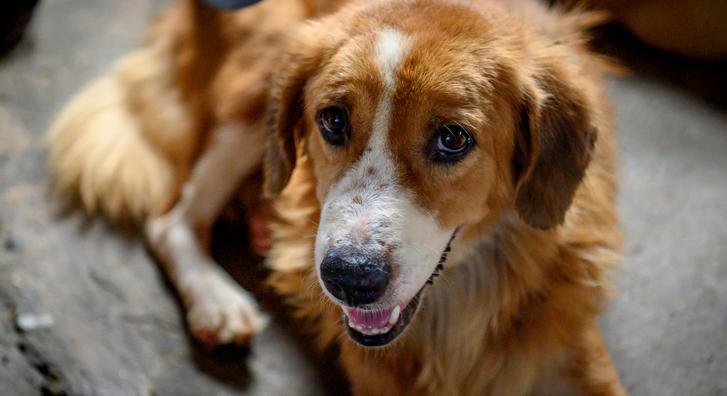 Újrahasznosított hirdetőtáblákból csináltak menedéket a kóbor kutyáknak