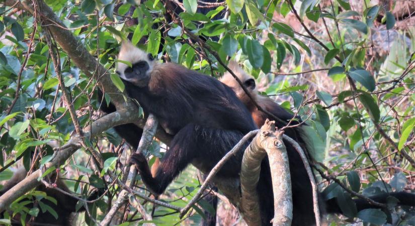 Megnyugtatóan nő a világ legritkább majomfajának példányszáma