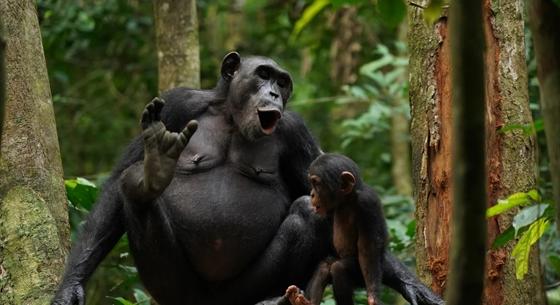 4800 felvételt rögzítettek csimpánzok huhogásáról, hogy megértsük, mikor miről „beszélnek”