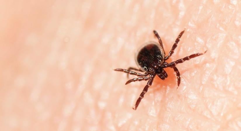 5 különbség az FSME-vírus és a Lyme-kór között