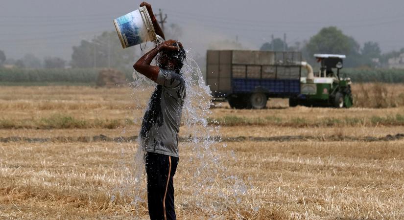 Az indiai búzatermés 20 %-át elpusztította a hőség
