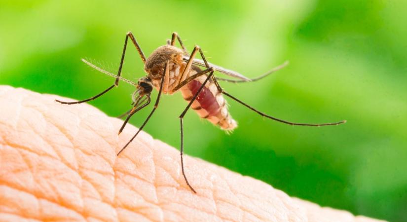 65 borsodi településen lesz szúnyoggyérítés a héten
