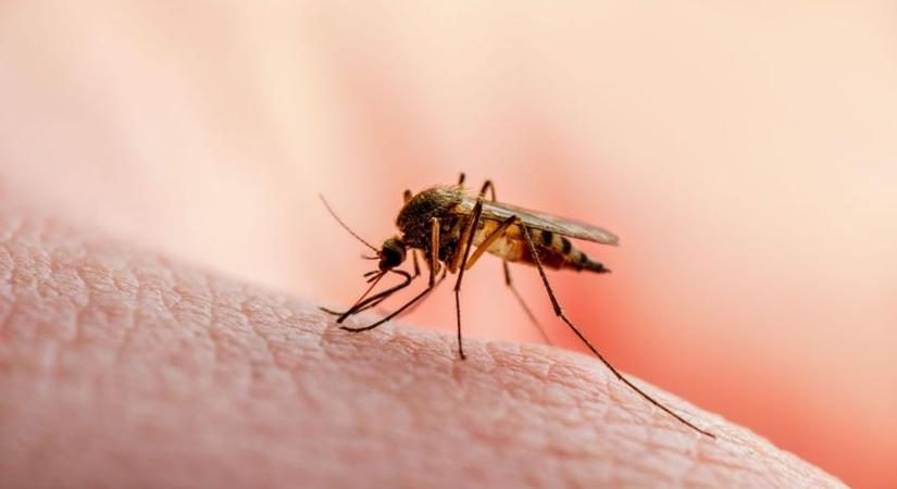 Folytatódik szúnyoggyérítés Jász-Nagykun-Szolnok megyében is