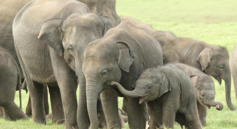Az ázsiai elefántok ugyanúgy gyászolnak mint afrikai rokonaik és a főemlősök