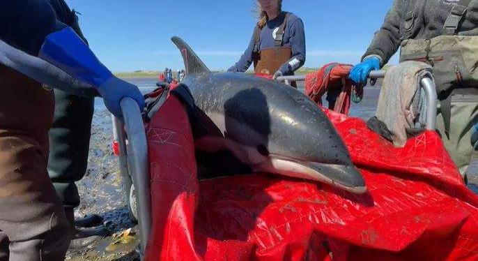 Delfineket mentettek a Cape Cod-öbölnél