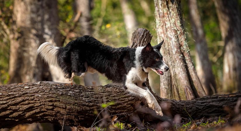 Kutyások, figyelem: vadásznak ezekre az ebekre a magyar erdőkben, szabadon kilőhetik őket