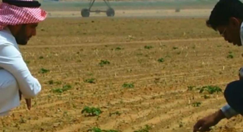 Hogyan alakítja Szaúd-Arábia a sivatagot termőfölddé? (videó)