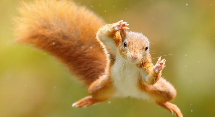 Megőrül az internet a szuperhőspózokat imitáló mókusért