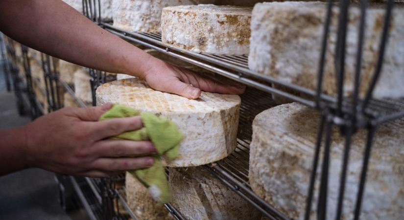 Megbírságoltak egy ausztrál sajtgyárat a bűz miatt