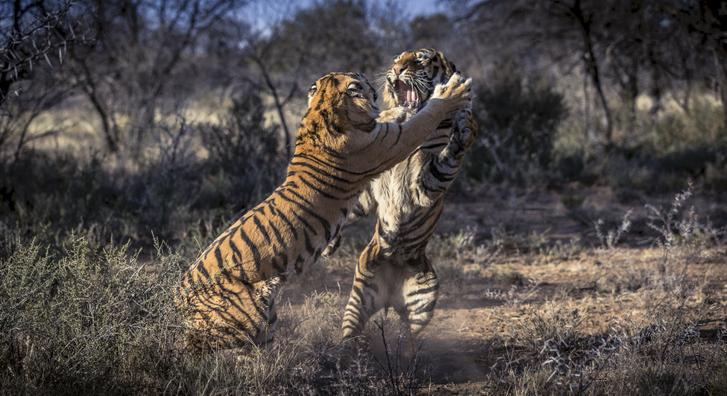 Lélegzetelállító képek készültek két tigris birkózásáról