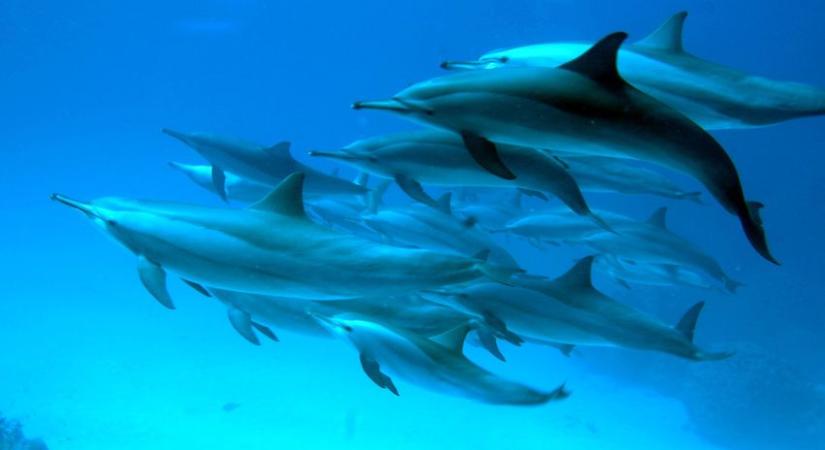 A delfinek a vizelet ízéről is felismerik egymást