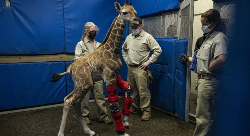 Műtéttel és lábmerevítővel gyógyították meg a kis zsiráf bébit