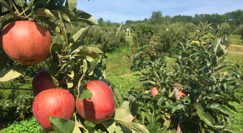Az Európában kapható alma harmadán található rovarirtó- vagy méregmaradvány