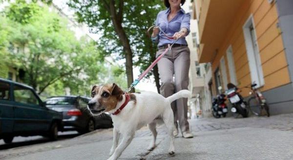 Kutyasétáltatás Budapesten – etikett és egyéb tudnivalók