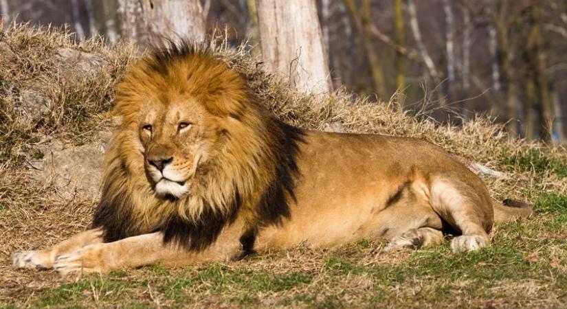 Addig provokálta az állatkerti dolgozó az oroszlánt, amíg az le nem harapta az ujját