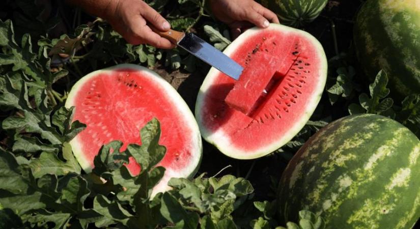 Kevesebb lesz a görögdinnye idén, de legalább 30-40 százalékkal drágábban adják