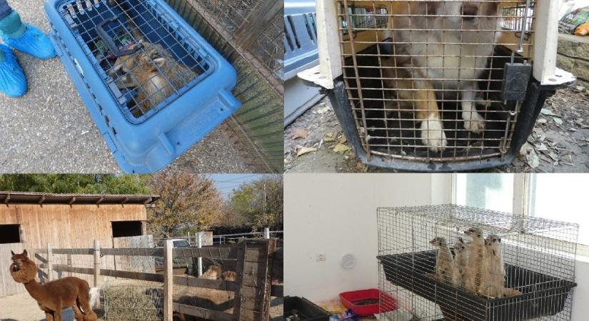 Több mint 100 állatot tartott egy házaspár a gödi házukban: volt ott disznó, 80 kutya, macskák, szurikáta és egy teve is