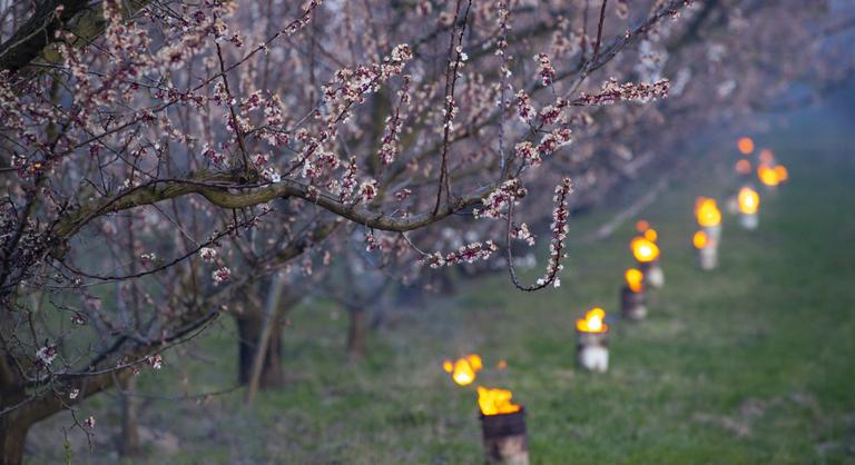 Korábban lesznek tavaszi fagyok Magyarországon a klímaváltozás miatt