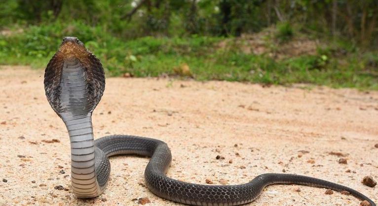 Döbbenetes: levágott fejű kobra mart halálra egy séfet