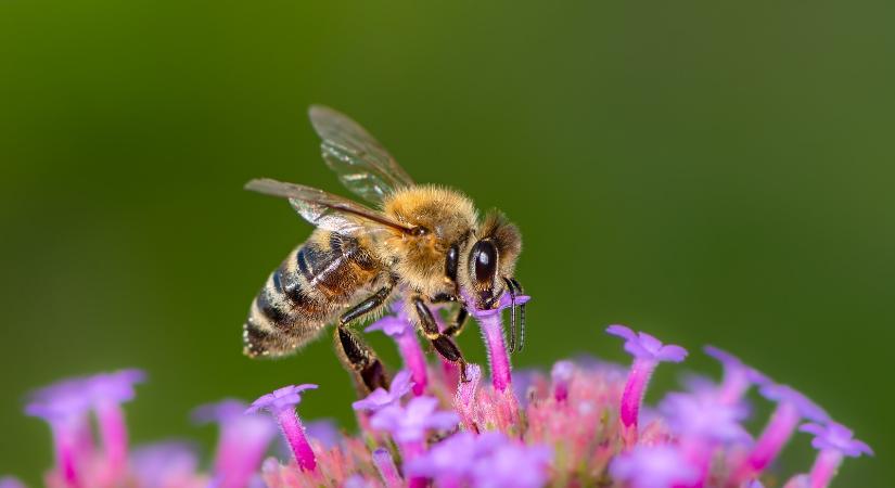 Méhek nélkül nincs élet