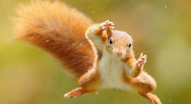 Imádja az internet a szuperhőspózokat imitáló mókust - Fotók