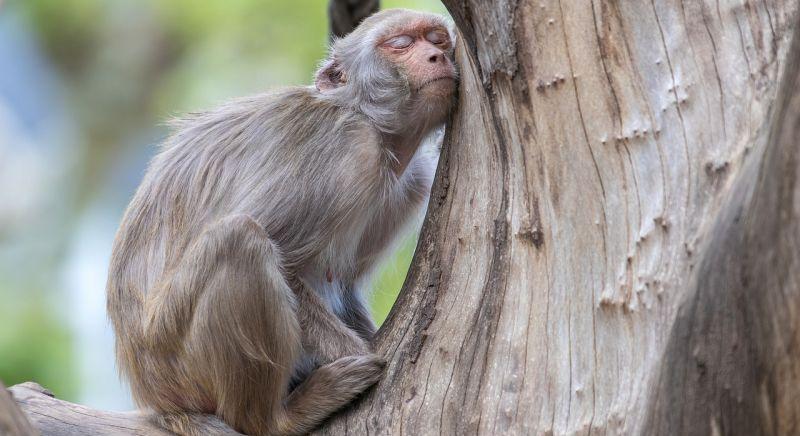 Közelít hazánkhoz a majomhimlő: már Szlovéniában és Csehországban is megjelent