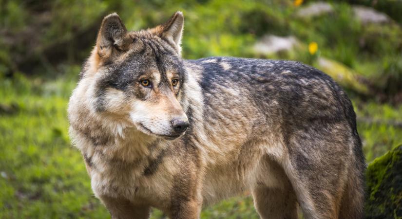 Felére csökkentenék a farkasok számát Svédországban