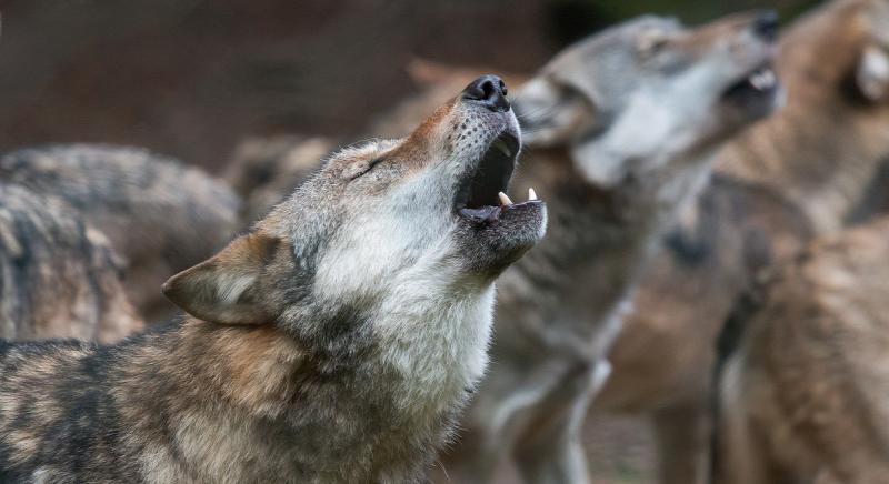Felére csökkentené – 170 pédányra redukálná – a farkasok számát a Svéd kormány