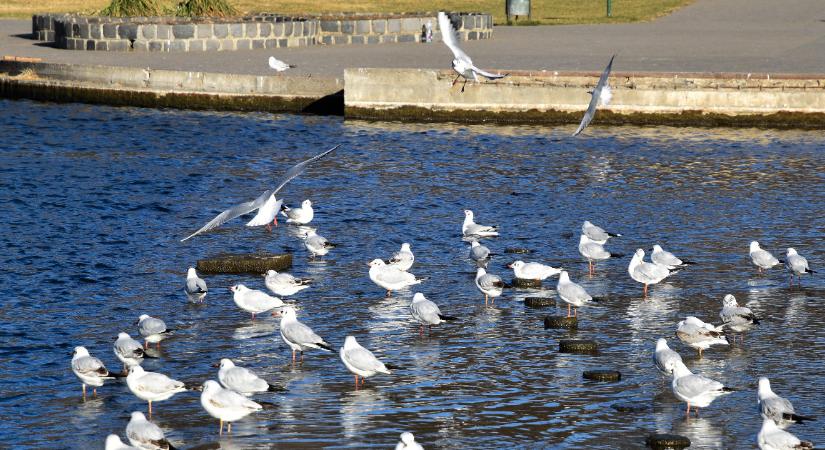 Nem szennyezés okozta a tömeges halpusztulást a Városligeti-tóban