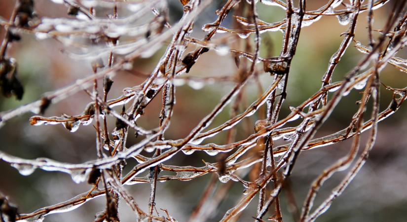 Meteorológusok figyelmeztettek: az utolsó tavaszi fagyok eltolódása komoly veszélyt jelent a mezőgazdaságra